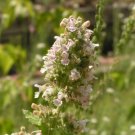 1000 Catnip Seeds Nepeta Cataria Seeds Medicinal Herb Cat Friendly Fresh For Garden 1000 Catnip Seeds Nepeta Cataria Seeds Medicinal Herb Cat Friendly Fresh For Garden