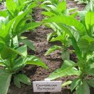1000 Dominican Republic Olor Seeds ~ Fine Cigar Wrapper Nicotiana Tabacum Fresh For Garden
