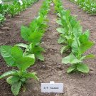 1000 Connecticut Shade Seeds ~ Fine Cigar Wrapper Nicotiana Tabacum ~ Huge Fresh For Garden