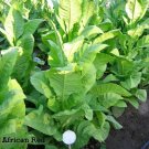 1000 African Red Tobacco Seeds ~ Bright Leaf Nicotiana Tabacum ~ High Nic Fresh For Garden