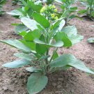 1000 Punche Rtica Tobacco Seeds Nic Rtica Tobacco Sacred Tobacco Fresh For Garden