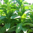 1000 Silver River Tobacco Seeds Nicotiana Sp Brazilian Strain Fresh For Garden