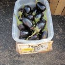 300 Black Beauty Eggplant Seeds Heirloom Nongmo Eggplant Early Maturing Fresh For Garden