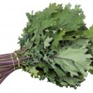 2000 Kale Seeds Rsian Red Kale Nongmo Heirloom Kale Fresh For Garden