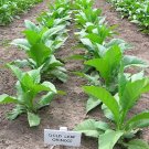 1000 Gold Leaf Orinoco Seeds ~ Heirloom Nicotiana Tabacum ~ Early High Yield Fresh For Garden 1000 Gold Leaf Orinoco Seeds ~ Heirloom Nicotiana Tabacum ~ Early High Yield Fresh For Garden