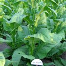 1000 Cherry Red 401 Tobacco Seeds ~ Nicotiana Tabacum ~ Heavy Producer Fresh For Garden