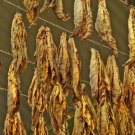 1000 Connecticut Broadleaf Tobacco Seeds ~ Heirloom Nongmo Nicotiana Tabacum Fresh For Garden