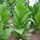 1000 Havaña K224 Tobacco Seeds ~ Heirloom Nongmo Nicotiana Tabacum Fast Growin Fresh For Garden