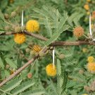 35 Acacia Farnesiana Mimosa ~ Sweet Acacia ~ Mealy Wattle ~ Needle Bh Fresh For Garden