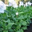 1000 Southern Beauty Tobacco Seeds ~ Heirloom ~ Quick And Vigoro Grower Fresh For Garden
