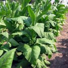1000 Yellow Gold Tobacco Seeds ~ Heirloom Nongmo Nicotiana Tabacum Fresh For Garden