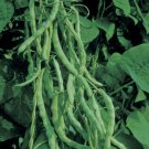 Kentucky Wonder Bh Bean Nongmo Heirloom Bean 50 Or 100 Seeds 2 Fresh For Garden Kentucky Wonder Bh Bean Nongmo Heirloom Bean 50 Or 100 Seeds 2 Fresh For Garden
