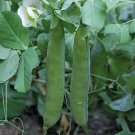 300 Green Arrow Pea Seeds Bulk Heirloom Seeds High Yield 2 Fresh For Garden 300 Green Arrow Pea Seeds Bulk Heirloom Seeds High Yield 2 Fresh For Garden