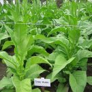 1000 Stag Horn Tobacco Seeds ~ Heirloom ~ Dark Virginian ~ Rich Flavor Fresh For Garden 1000 Stag Horn Tobacco Seeds ~ Heirloom ~ Dark Virginian ~ Rich Flavor Fresh For Garden