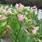 1000 Golden Harvest Tobacco Seeds ~ Heirloom Nicotiana Tabacum ~ Fast Grow Fresh For Garden
