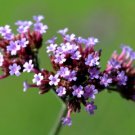 175 Verbena Bonariensis Vervain Drought Tolerant Attract Butterflies Fresh For Garden