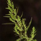 250 Epazote Seeds Chenopodium Ambrosoides Dysphania Ambrosioides Fresh For Garden