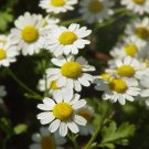 1000 Tanacetum Parthenium Seeds Feverfew Seeds Medicinal Plant Herb Fresh For Garden