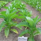 1000 Bolivian Criollo Black Tobacco Seeds ~ Heirloom Dark ~ Heavy Producer Fresh For Garden
