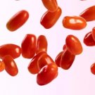 Red Mike And Ike Grape Tomato Seeds Sweet Snacking Garden Salad Cherry Fresh For Garden Red Mike And Ike Grape Tomato Seeds Sweet Snacking Garden Salad Cherry Fresh For Garden