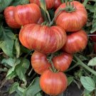 Vintage Wine Tomato Seeds Heirloom Nongmo Potato Leaf Beefsteak Slicer Fresh For Garden