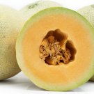 Sugar Kiss Cantaloupe Melon Seeds Fresh For Garden