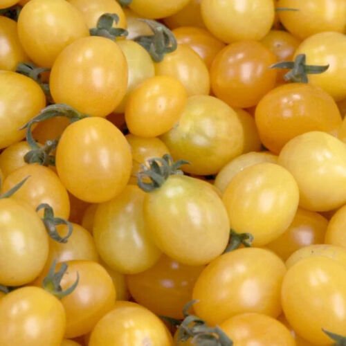Champagne Bubbles Tomato Seeds Heirloom Yellow Cherry Tomato Seeds Fresh For Garden