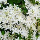 Sweet Autumn Clematis Seeds Clematis Terniflora 15 Seeds White Flowers Vines Fresh For Garden
