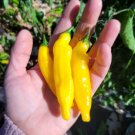 Lemon Drop Ajpepper Seeds 20 Organic Hot Pepper Yellow Mn Heirloom Homegrown Fresh For Garden Lemon Drop Ajpepper Seeds 20 Organic Hot Pepper Yellow Mn Heirloom Homegrown Fresh For Garden