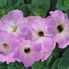 Sweet Lilac Lavender Petunia Delicate Feminine Pretty Annual Flower 50 Seeds Fresh For Garden Sweet Lilac Lavender Petunia Delicate Feminine Pretty Annual Flower 50 Seeds Fresh For Garden