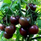 Black Cherry Tomato Seeds Heirloom Sweet Large Prolific Cherry Indeterminate Fresh For Garden Black Cherry Tomato Seeds Heirloom Sweet Large Prolific Cherry Indeterminate Fresh For Garden