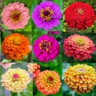 Zinnia Heirloom Elegans Mixed Colors Dahlia Giantlilliput Seeds Full Sun Fresh For Garden