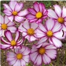 Cosmos Candy Stripe Bipinnat Pink White Seeds For Pollinator Garden Fresh For Garden