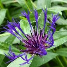10 Mountain Bluet Blue Cornflower Seeds Perennial Centaurea Montana Hardy 2024 Fresh For Garden