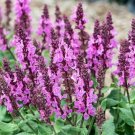 20 Rose Marvel Perennial Salvia Sage Seeds Pink Flowers Pollinator Garden Fresh For Garden