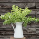 Bells Of Ireland 20 Seeds Moluccella Laevis Green Flowers For Dried Arrangements Fresh For Garden