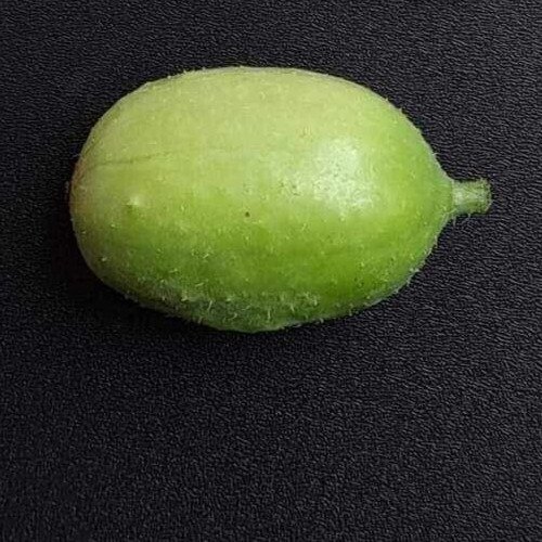 Liso Calcutta Smooth Cucumber Cucumis Anguria 20 Seeds Unual Variety Fresh For Garden