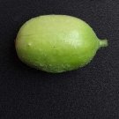 Liso Calcutta Smooth Cucumber Cucumis Anguria 20 Seeds Unual Variety Fresh For Garden