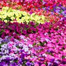 Petunia Mixed Colors 200 Seeds Seeds Viable White Pink Black Red Yellow Purple Fresh For Garden