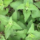 Catnip Cat Nip Seeds Nongmo Herb Seeds Catmint Grow Plants For Your Kitty Fresh For Garden Catnip Cat Nip Seeds Nongmo Herb Seeds Catmint Grow Plants For Your Kitty Fresh For Garden