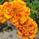 Petite French Marigold Sparky Mixed Colors Seeds Garden Pest Deterrent Flowers Fresh For Garden Petite French Marigold Sparky Mixed Colors Seeds Garden Pest Deterrent Flowers Fresh For Garden