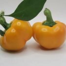 Yes To Yellow Hungarian Cheese Sweet Peppers Seeds Minbell Crunchy Snackers Fresh For Garden