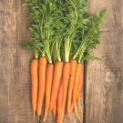 300 Seeds Scarlet Nantes Heirloom Carrot Seeds Nongmo Organic Garden Vegetable Fresh For Garden