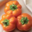 Orange You Sweet Hungarian Cheese Peppers Seeds Delicioly Sweet Minbell Fresh For Garden