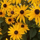 Blackeyed San Seeds Goldenrod Perennial Pollinator Garden Yellow Cone Flowers Fresh For Garden