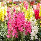 1000 Seeds Admiral Mix Snapdragon Seeds For Garden Planting Fresh For Garden