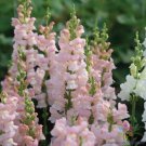 1000 Seeds Avignon Pink Snapdragon Seeds For Garden Planting Fresh For Garden