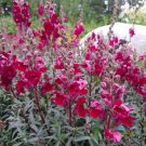 1000 Seeds Black Prince Snapdragon Seeds For Garden Planting Fresh For Garden