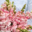 1000 Seeds Bridal Pink Snapdragon Seeds For Garden Planting Fresh For Garden