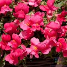 1000 Seeds Candelabra Rose Snapdragon Seeds For Garden Fresh For Garden